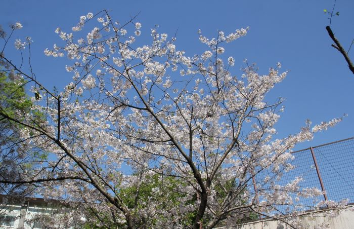 080403　桜 (8).JPG